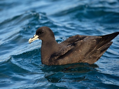 White-chinned Petrel