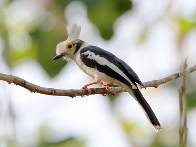 White-crested Helmetshrike