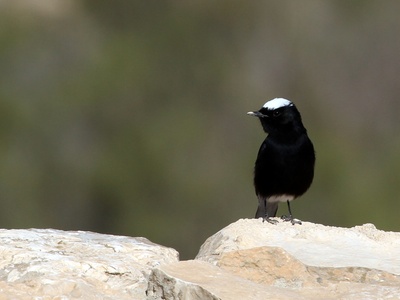 White-crowned Wheatear