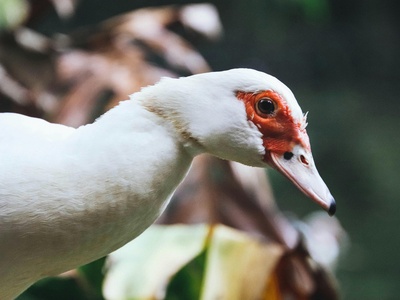 White-faced Whistling Duck