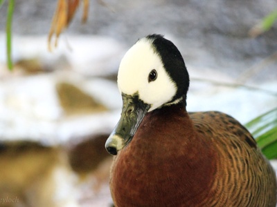 White-faced Whistling Duck