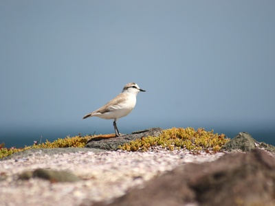 White-fronted Plover