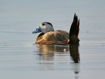 White-headed Duck