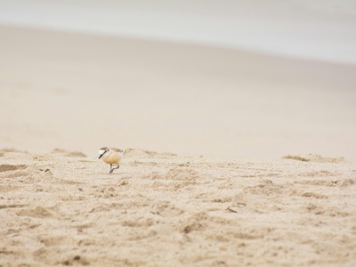 White-headed Lapwing