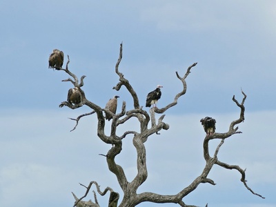 White-headed Vulture