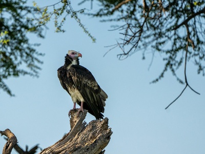 White-headed vulture