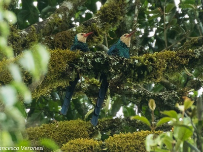 White-headed Wood Hoopoe