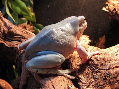 White-lipped Tree Frog