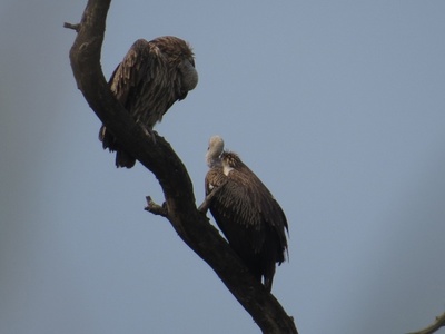 White-rumped Vulture