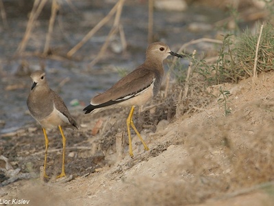 White-tailed Lapwing