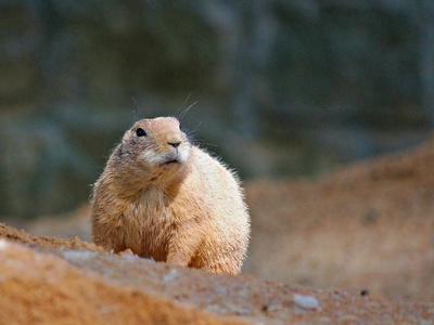 White-tailed Prairie Dog