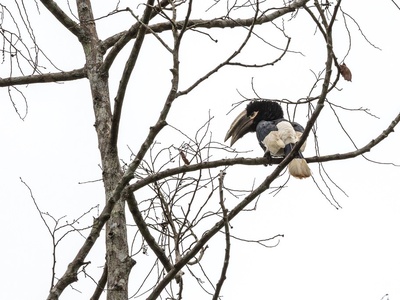White-thighed Hornbill