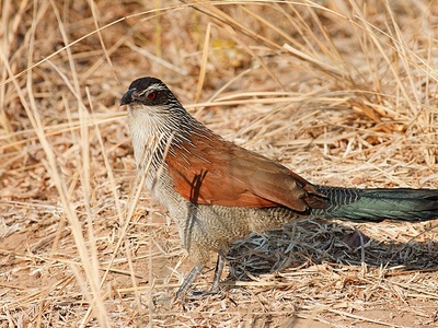 White-throated Francolin
