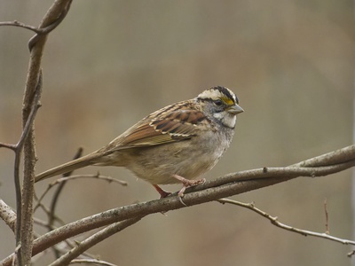 White-throated Sparrow