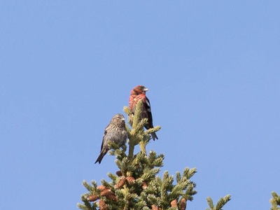 White-winged Crossbill