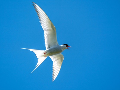 White-winged Tern