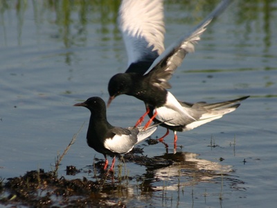 White-winged Tern