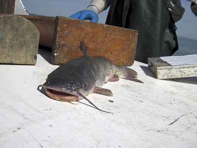 White Catfish