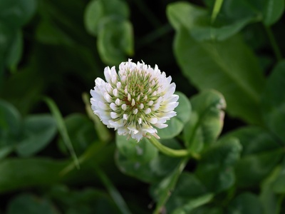 White Clover
