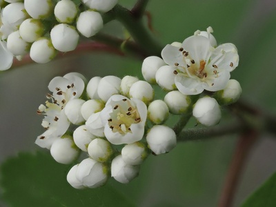White Cross-berry