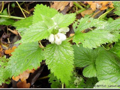 White Dead-nettle