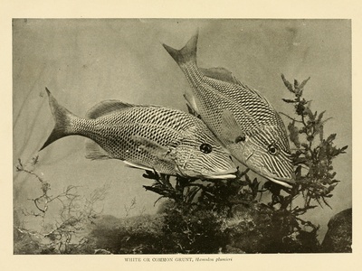 White grunt