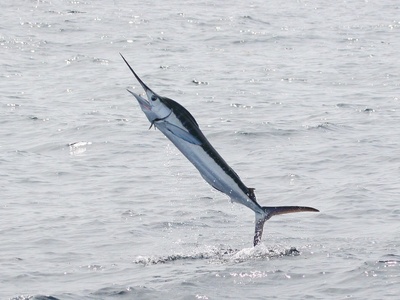 White marlin