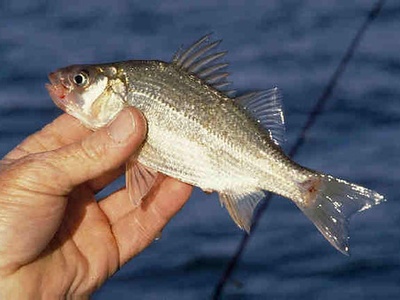 White Perch