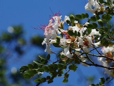 White Poinciana