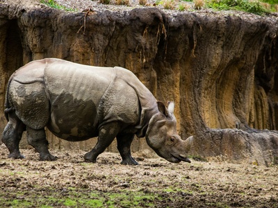 White rhinoceros