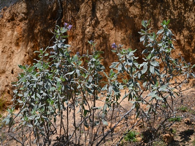 White Sage