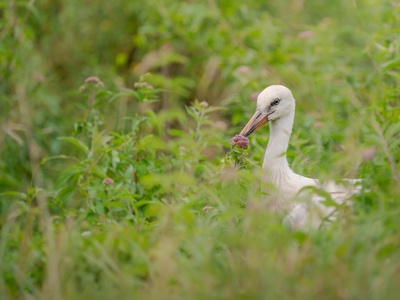 White Stork