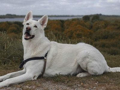 White Swiss Shepherd Dog