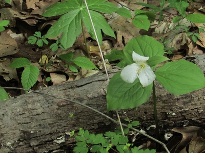 White Trillium