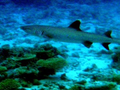 Whitetip reef shark