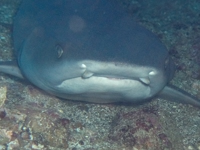 Whitetip Reef Shark