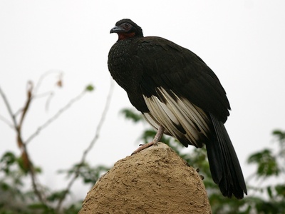 White‑winged Guan