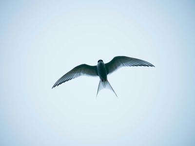 White‑winged Swallow