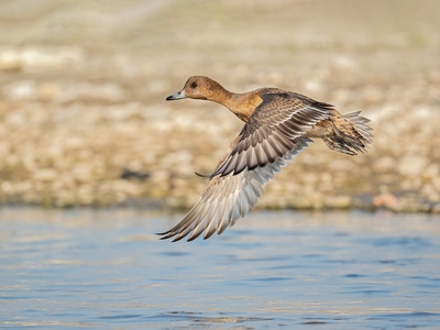 Wigeon