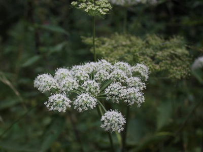 Wild Angelica