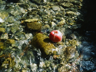Wild apple (Siberian crab)