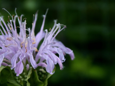 Wild Bergamot (Bee Balm)