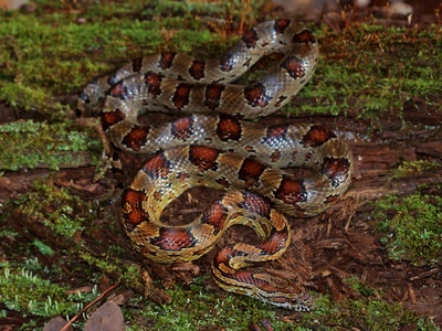 Wild Corn Snake