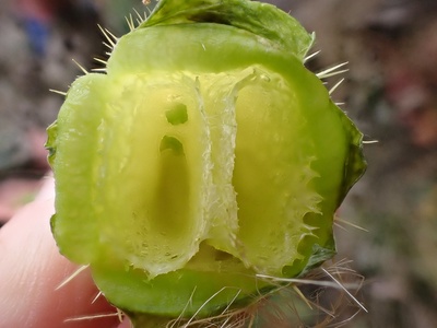 Wild cucumber