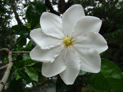 Wild Gardenia