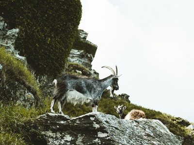 Wild Goat