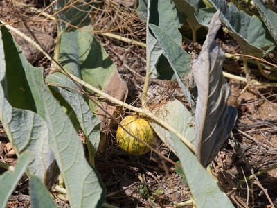 Wild Gourd