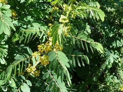 Wild Senna