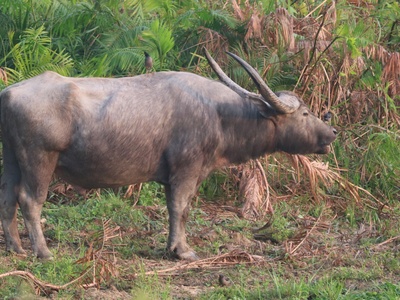 Wild water buffalo