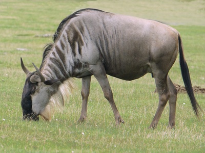 Wildebeest